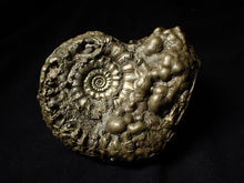 Load image into Gallery viewer, Huge Eoderoceras pyrite ammonite fossil (101 mm)
