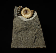 Load image into Gallery viewer, Large calcite Promicroceras ammonite display piece (35 mm)
