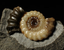 Load image into Gallery viewer, Large calcite Promicroceras ammonite display piece (35 mm)
