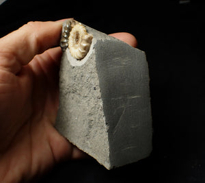 Large calcite Promicroceras ammonite display piece (35 mm)