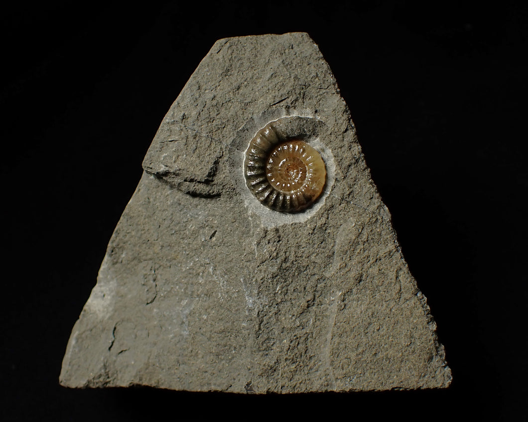 Calcite Promicroceras ammonite display piece (20 mm)