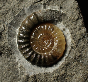 Calcite Promicroceras ammonite display piece (20 mm)
