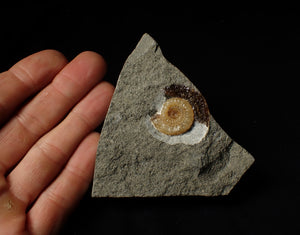Calcite Promicroceras ammonite display piece (28 mm)