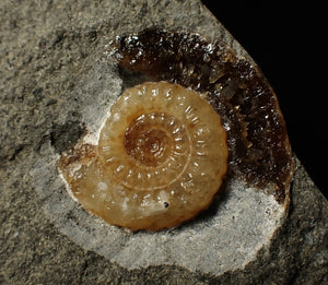 Calcite Promicroceras ammonite display piece (28 mm)