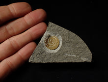 Load image into Gallery viewer, Calcite Promicroceras ammonite display piece (20 mm)
