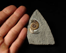 Load image into Gallery viewer, Calcite Promicroceras ammonite display piece (28 mm)
