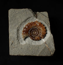 Load image into Gallery viewer, Geologically deformed calcite Xipheroceras ammonite display piece (35 mm)
