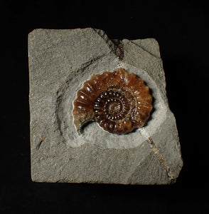 Geologically deformed calcite Xipheroceras ammonite display piece (35 mm)