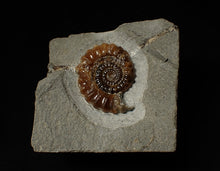 Load image into Gallery viewer, Geologically deformed calcite Xipheroceras ammonite display piece (35 mm)

