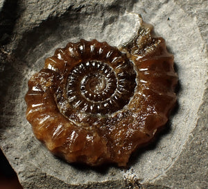 Geologically deformed calcite Xipheroceras ammonite display piece (35 mm)