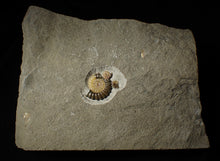 Load image into Gallery viewer, Large calcite multi-Promicroceras &amp; Asteroceras ammonite display piece
