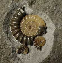Load image into Gallery viewer, Large calcite multi-Promicroceras &amp; Asteroceras ammonite display piece
