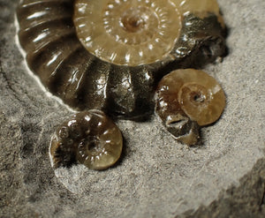 Large calcite multi-Promicroceras & Asteroceras ammonite display piece