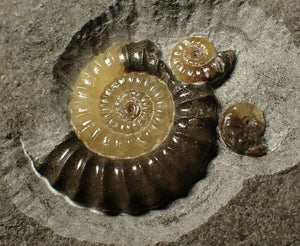 Large calcite multi-Promicroceras & Asteroceras ammonite display piece