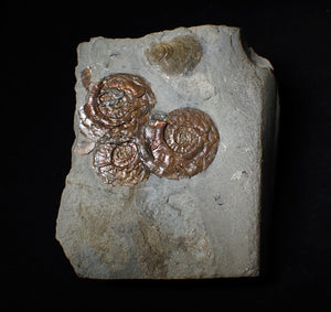 Iridescent multi-Psiloceras ammonite fossil