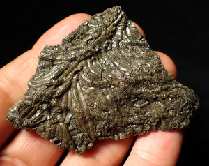 Detailed crinoid fossil (70 mm)