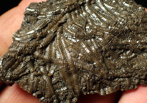 Detailed crinoid fossil (70 mm)