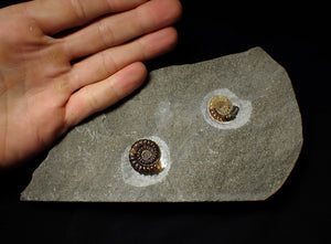Calcite Promicroceras double-ammonite display piece