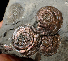 Load image into Gallery viewer, Iridescent multi-Psiloceras ammonite fossil

