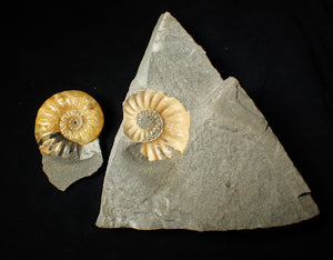 "Popped" Asteroceras obtusum ammonite fossil (45 mm)