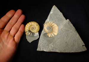 "Popped" Asteroceras obtusum ammonite fossil (45 mm)