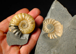 "Popped" Asteroceras obtusum ammonite fossil (45 mm)