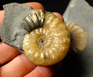 "Popped" Asteroceras obtusum ammonite fossil (45 mm)