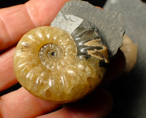 "Popped" Asteroceras obtusum ammonite fossil (45 mm)