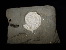 Load image into Gallery viewer, Large white Caloceras display ammonite fossil
