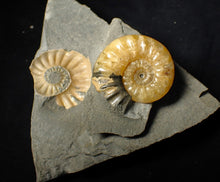 Load image into Gallery viewer, &quot;Popped&quot; Asteroceras obtusum ammonite fossil (45 mm)
