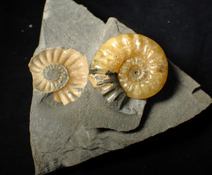 "Popped" Asteroceras obtusum ammonite fossil (45 mm)