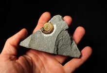 Load image into Gallery viewer, Calcite Promicroceras ammonite fossil display piece (22 mm)
