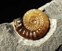 Load image into Gallery viewer, Calcite Promicroceras ammonite fossil display piece (22 mm)
