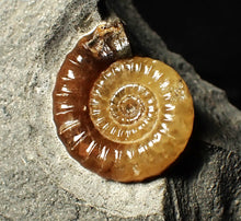 Load image into Gallery viewer, Calcite Promicroceras ammonite fossil display piece (22 mm)

