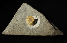 Load image into Gallery viewer, Calcite Promicroceras ammonite fossil display piece (23 mm)
