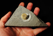 Load image into Gallery viewer, Calcite Promicroceras ammonite fossil display piece (23 mm)

