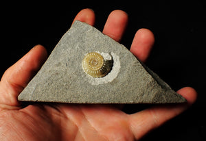 Calcite Promicroceras ammonite fossil display piece (23 mm)