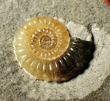 Load image into Gallery viewer, Calcite Promicroceras ammonite fossil display piece (23 mm)

