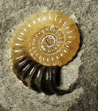 Load image into Gallery viewer, Calcite Promicroceras ammonite fossil display piece (23 mm)
