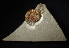 Load image into Gallery viewer, Geologically deformed calcite Xipheroceras ammonite display piece (43 mm)
