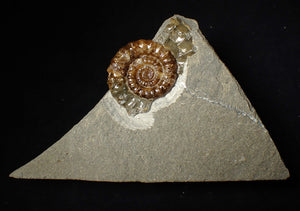 Geologically deformed calcite Xipheroceras ammonite display piece (43 mm)