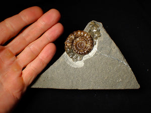 Geologically deformed calcite Xipheroceras ammonite display piece (43 mm)