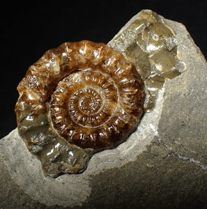 Geologically deformed calcite Xipheroceras ammonite display piece (43 mm)