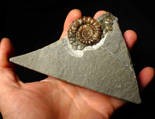 Load image into Gallery viewer, Geologically deformed calcite Xipheroceras ammonite display piece (43 mm)
