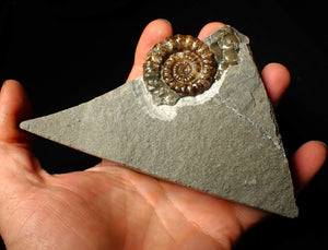 Geologically deformed calcite Xipheroceras ammonite display piece (43 mm)