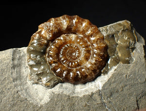 Geologically deformed calcite Xipheroceras ammonite display piece (43 mm)