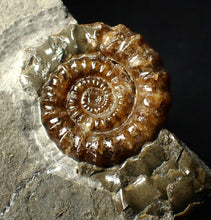 Load image into Gallery viewer, Geologically deformed calcite Xipheroceras ammonite display piece (43 mm)
