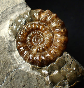 Geologically deformed calcite Xipheroceras ammonite display piece (43 mm)