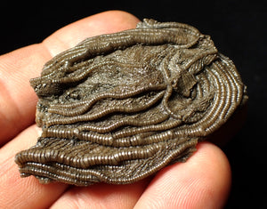 Detailed 3D crinoid head fossil (55 mm)