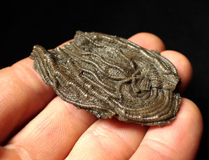 Detailed 3D crinoid head fossil (55 mm)